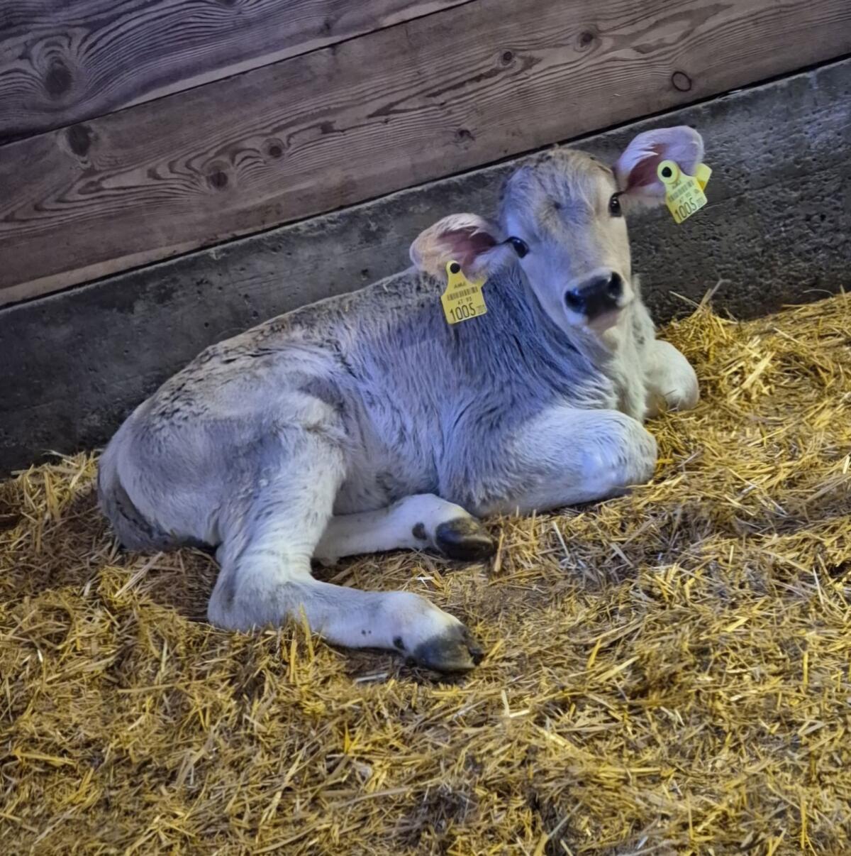 Braunviehstierkalb 3