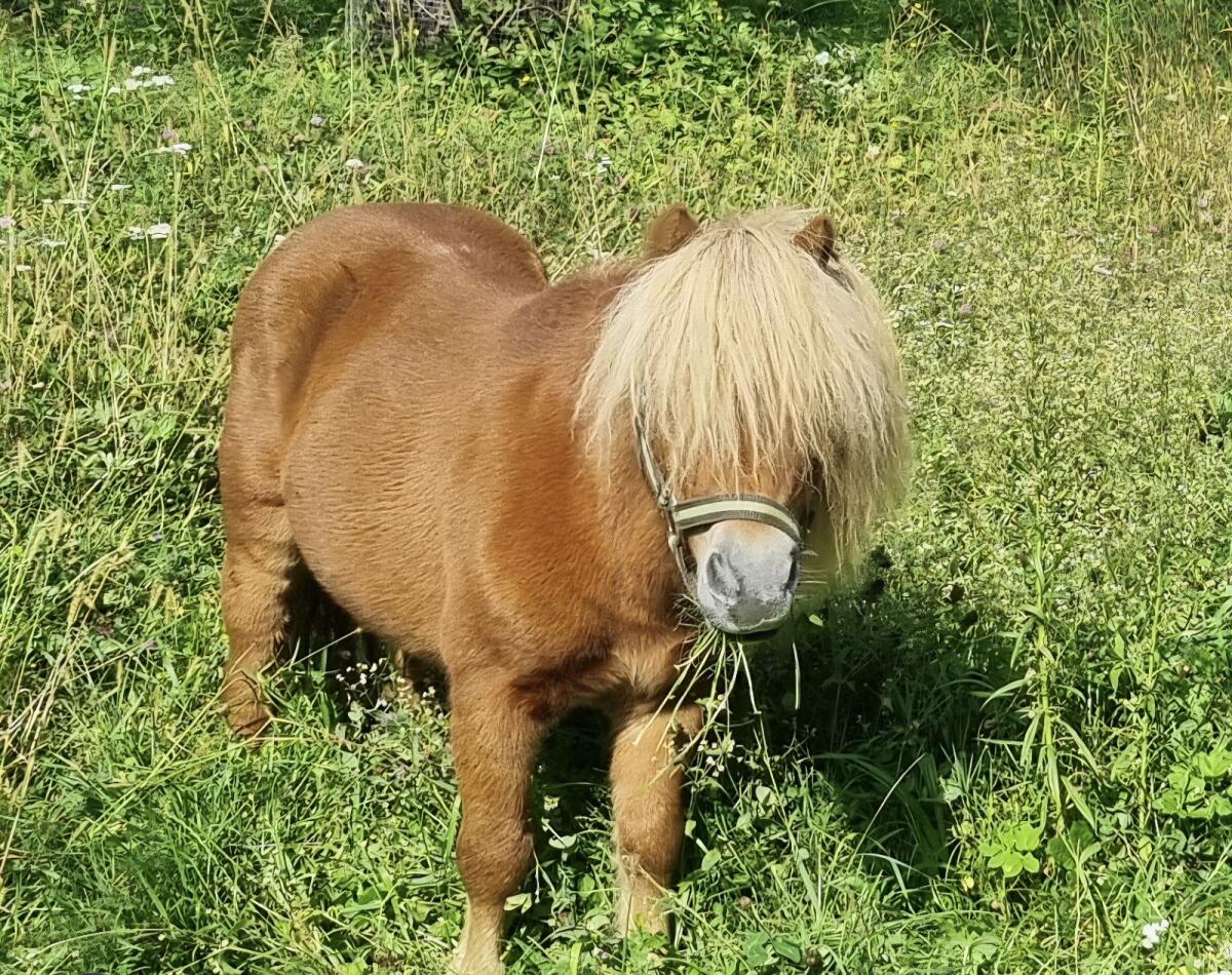 Mini Shetty Hengst 3