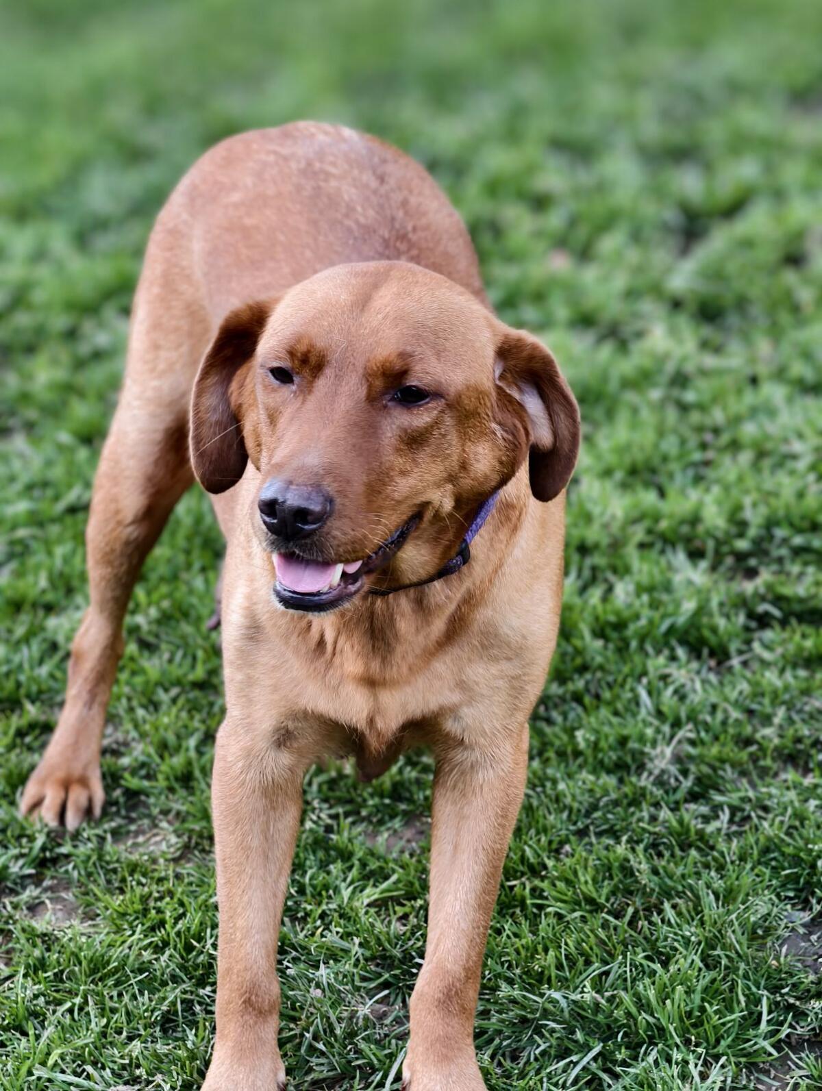Labrador mit Ahnentafel 1