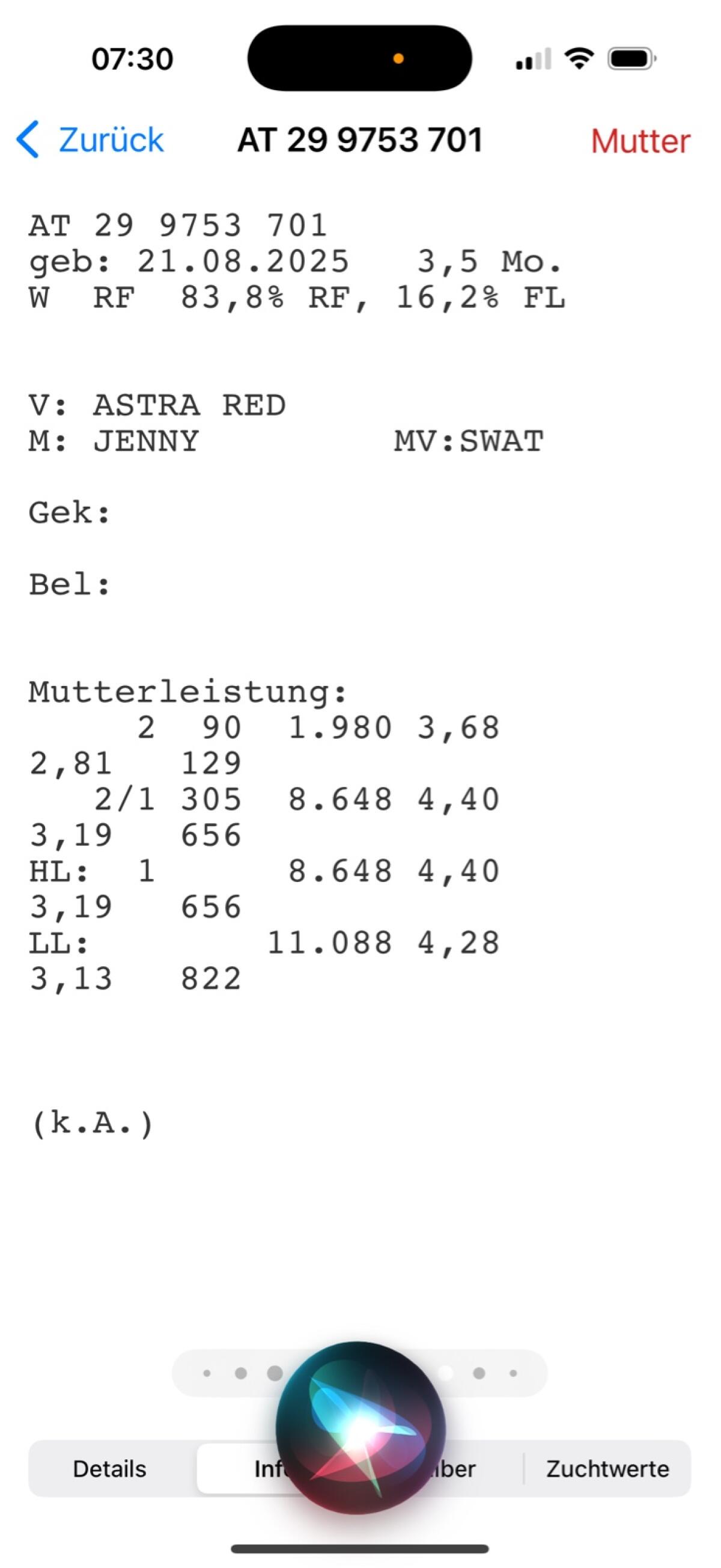 Fleckviehkalb Zuchtkalb 3