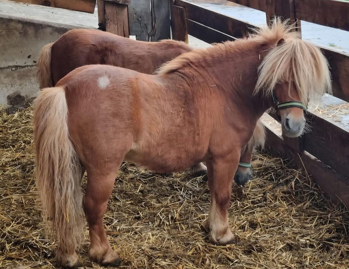 Mini Shetty Hengst 2