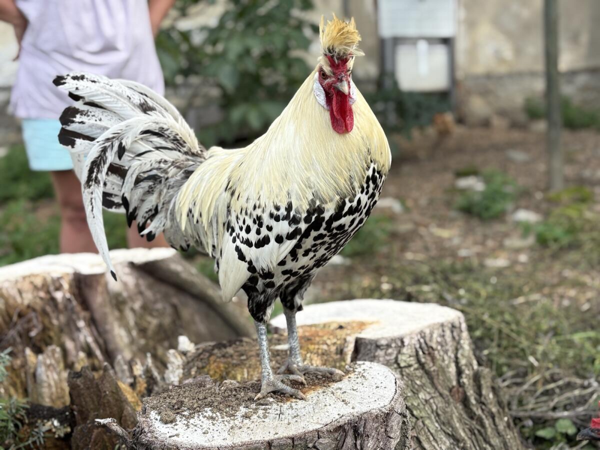 Appenzeller Spitzhauben Hahn 1