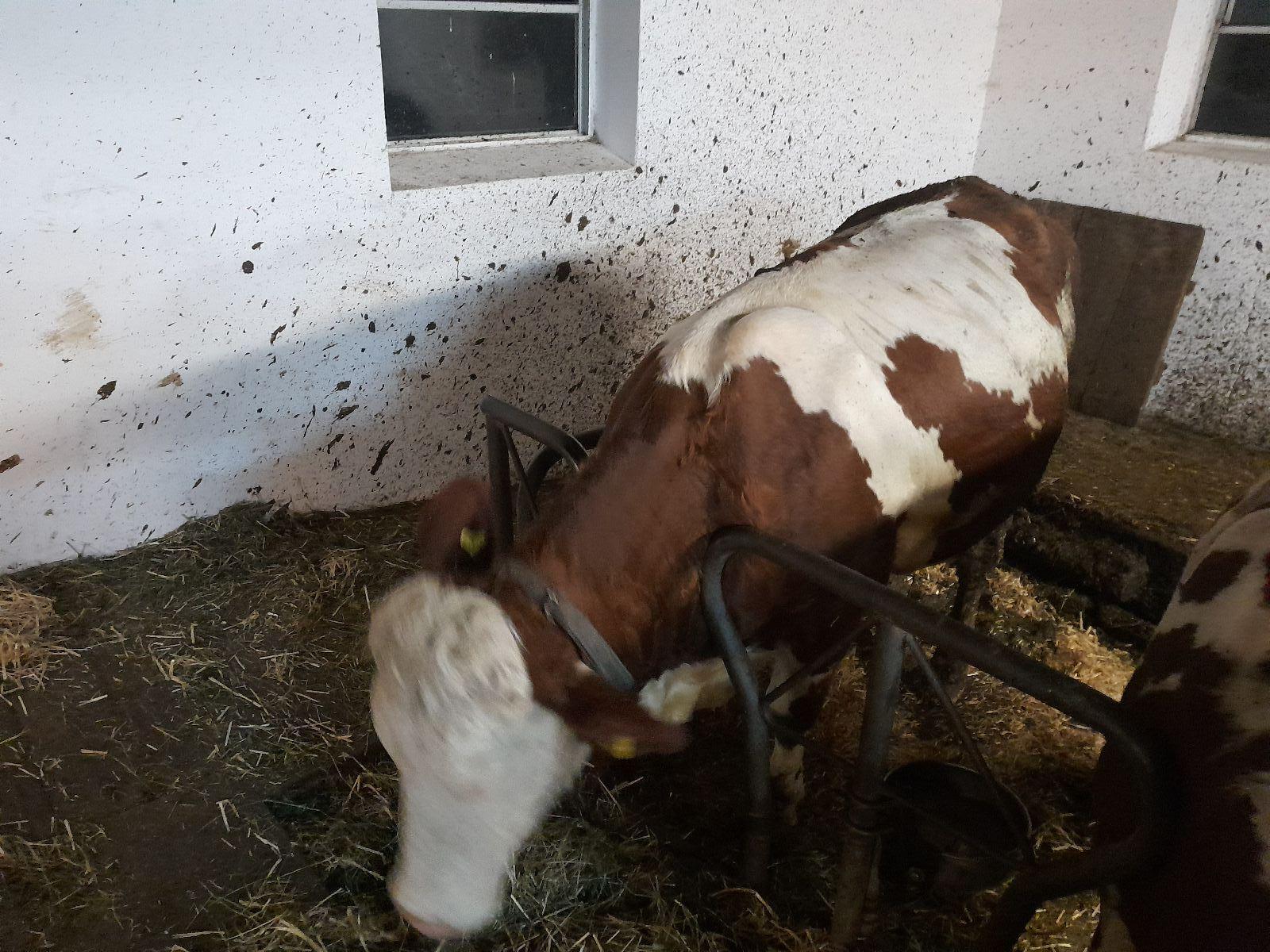 Verkauf 1 Bio-Kalbinnen trächtig 1