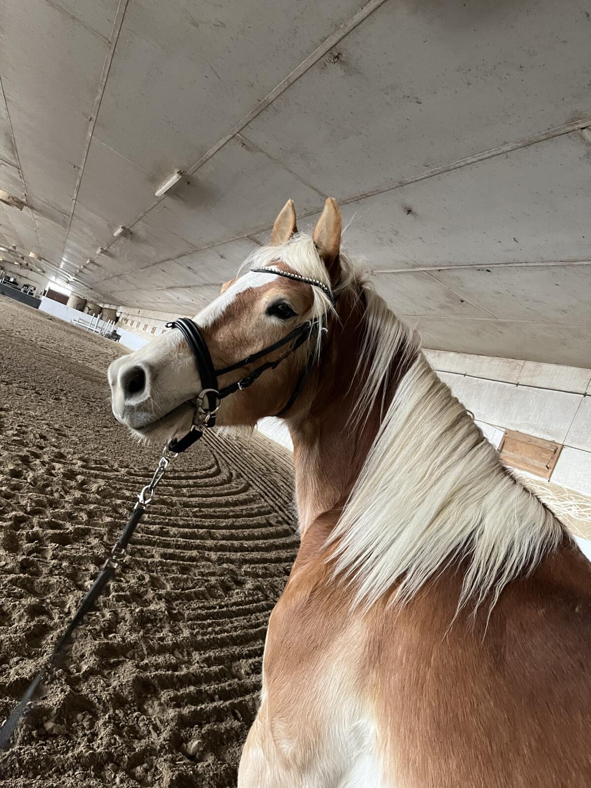 Sporliche 4jährige Haflingerstute 2