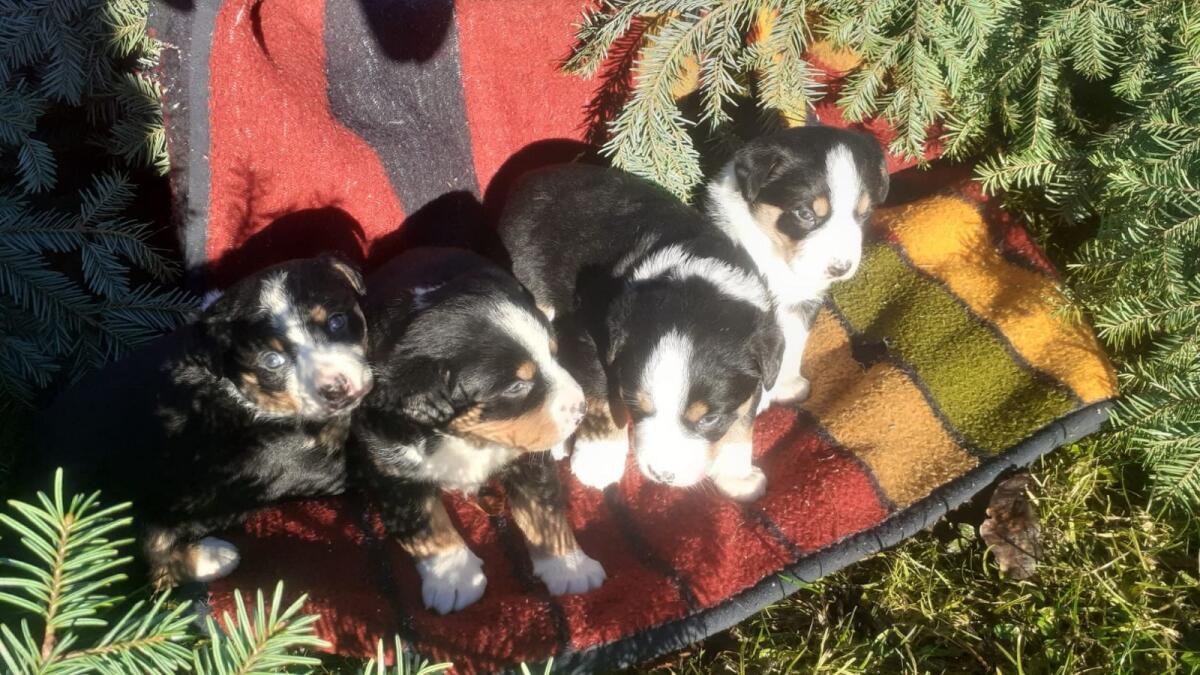 Reinrassige Appenzellersennenhund-Welpen 2