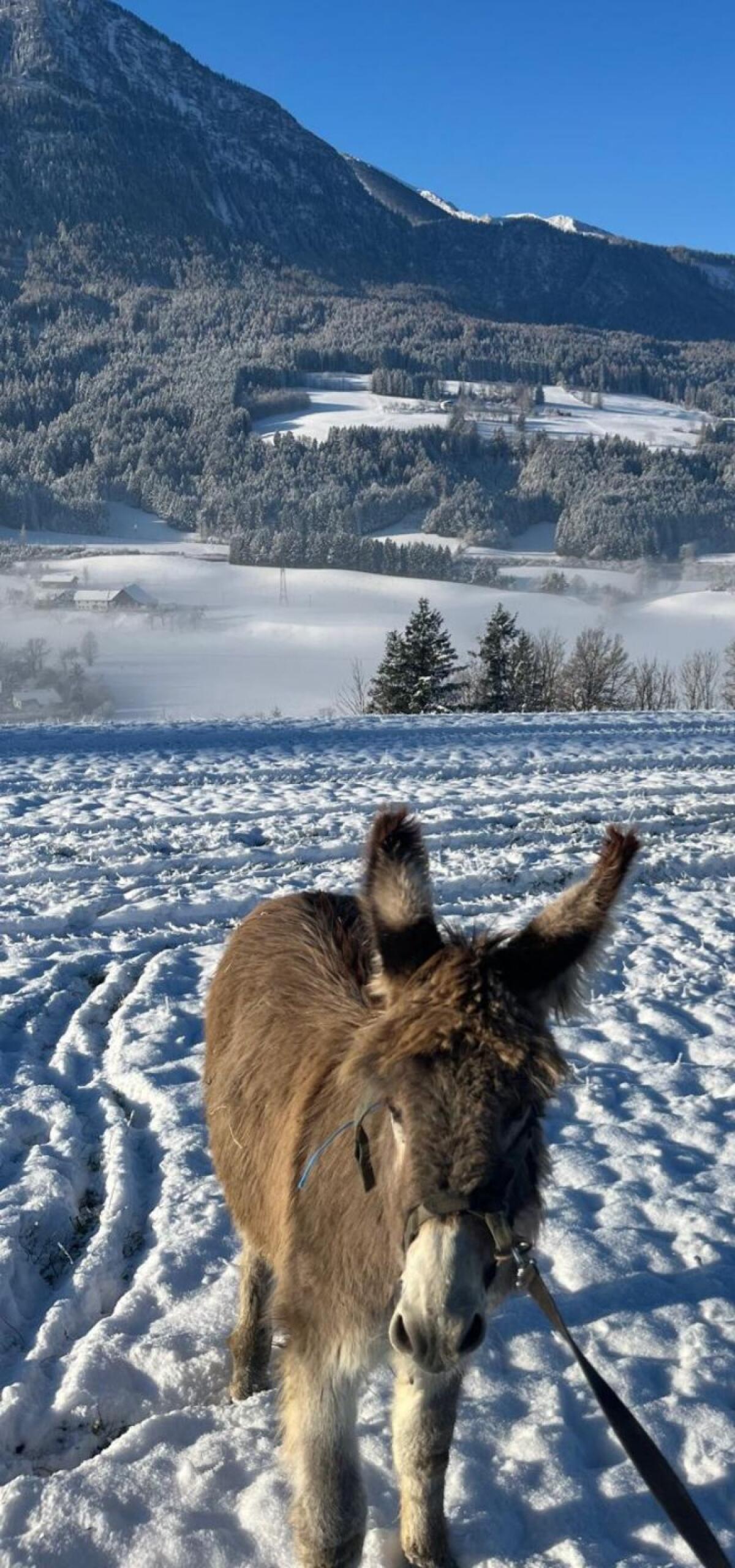 Hengstfohlen halbjährig zu verkaufen 2