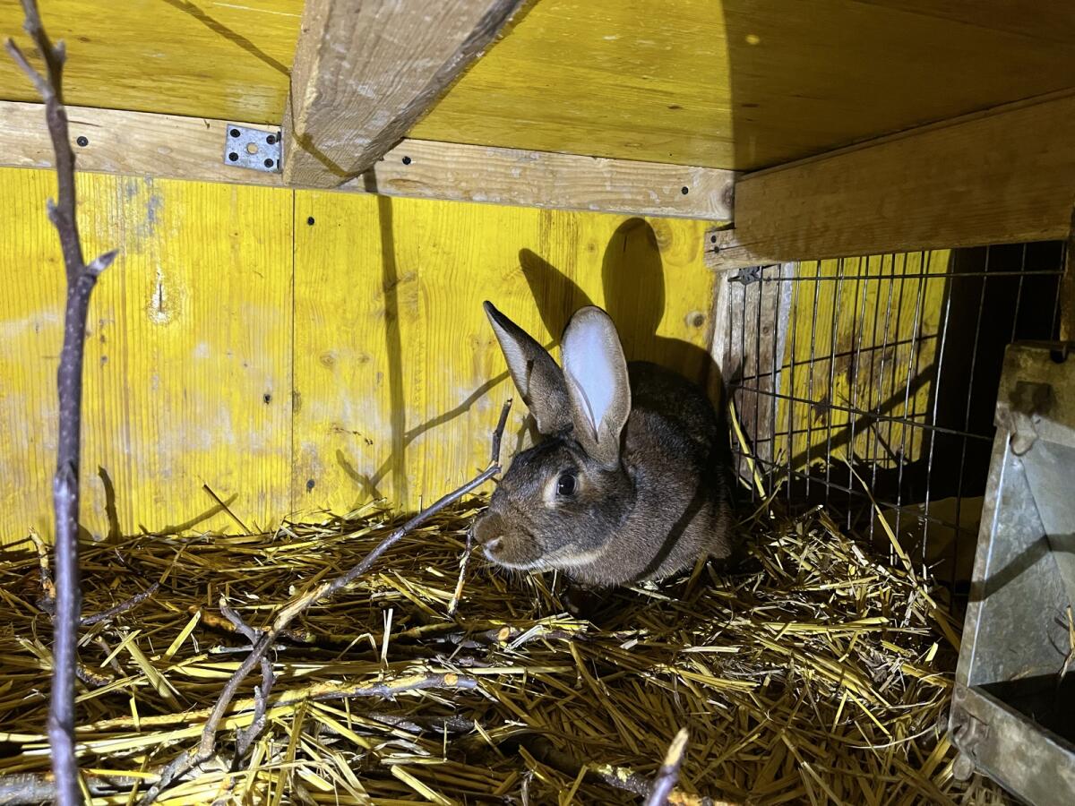 Hasenkaninchen Weibchen 2