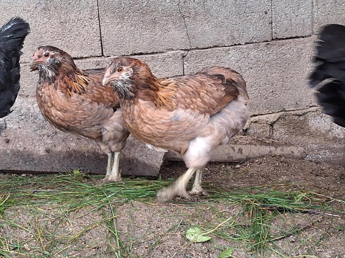 Sulmtaler, Altsteirer, Araucana Grünleger 2