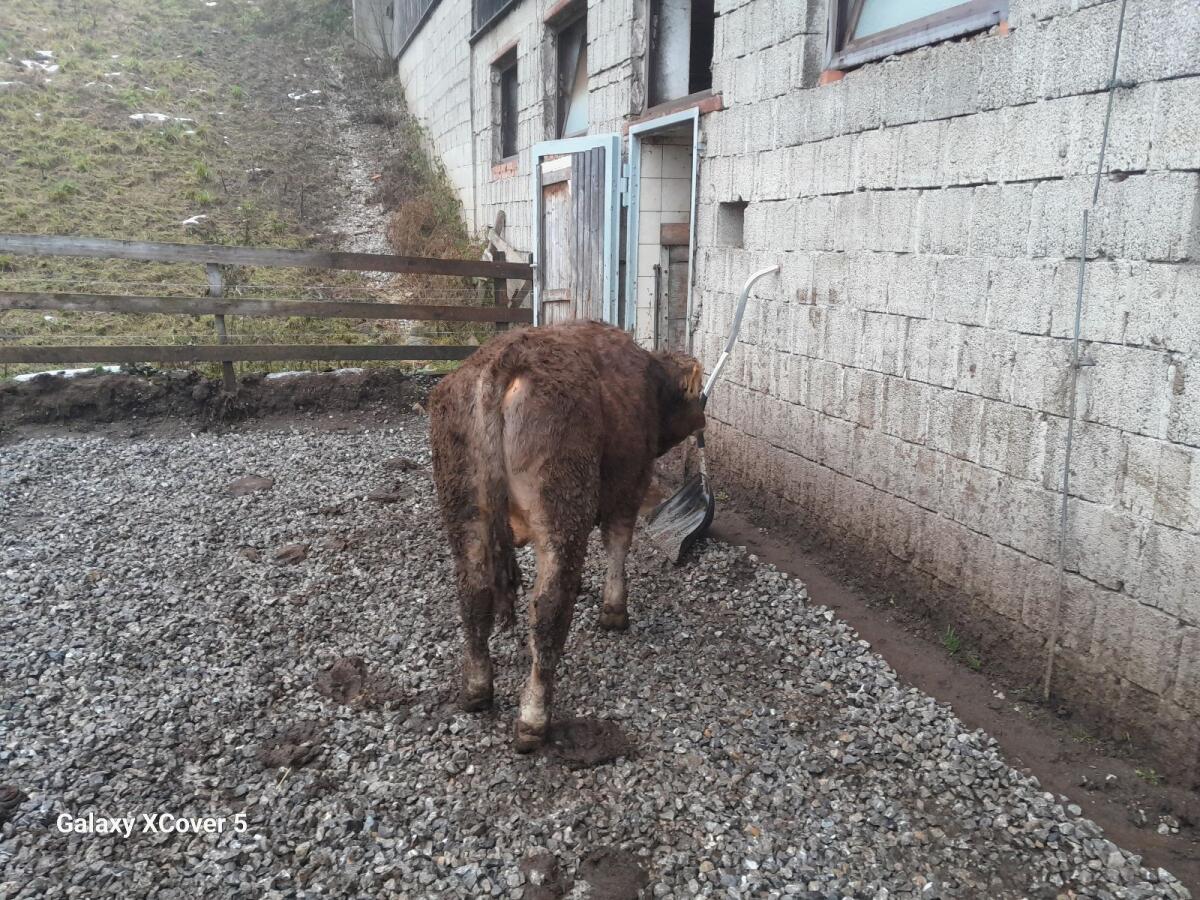 Original Braunvieh Stier/Einsteller 2