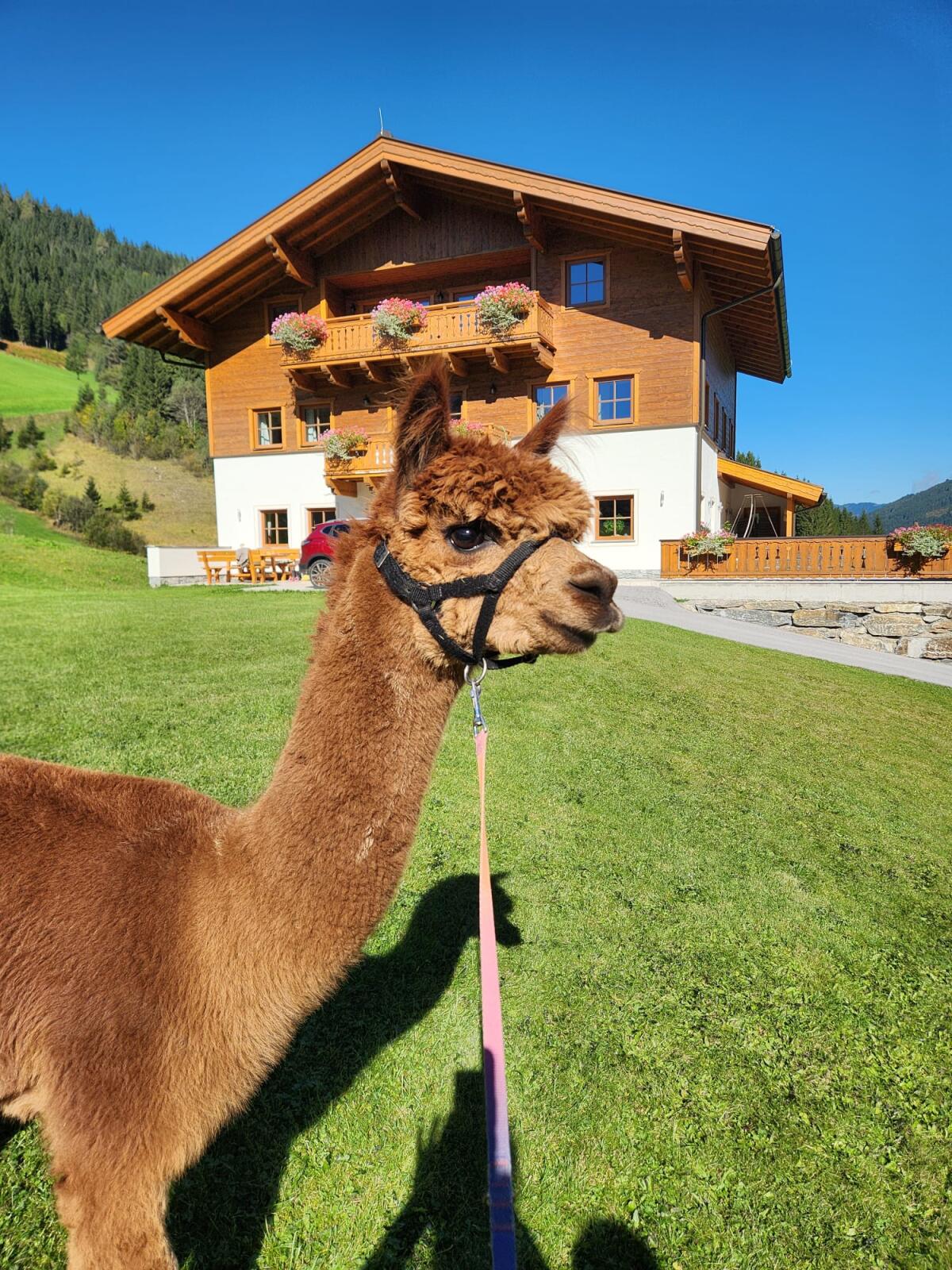 Alpakahengst zu verkaufen 1
