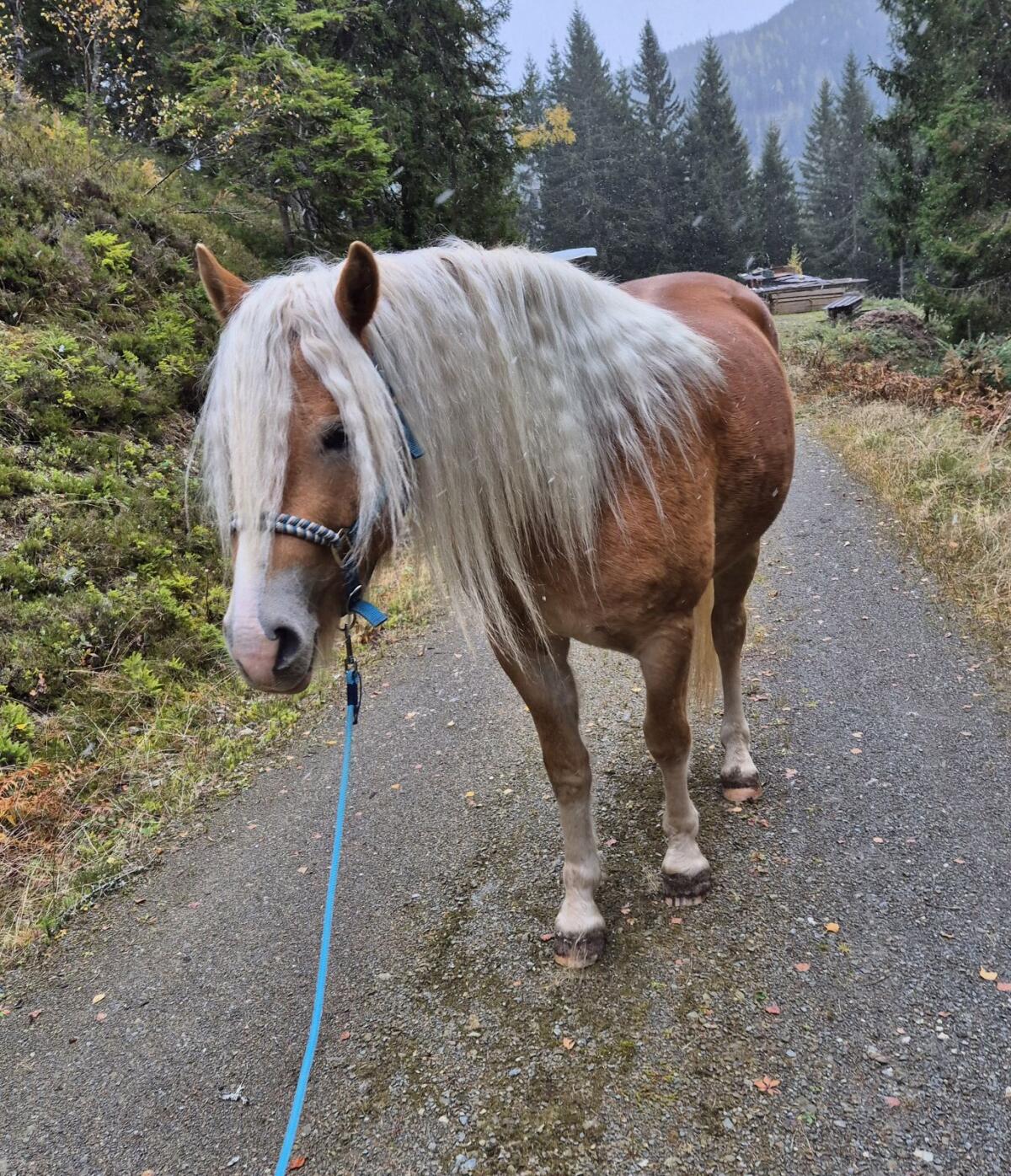 Haflinger Wallach 1