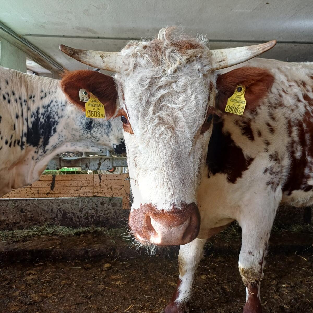 Bio Pustertaler Kuh mit Stierkalb 3