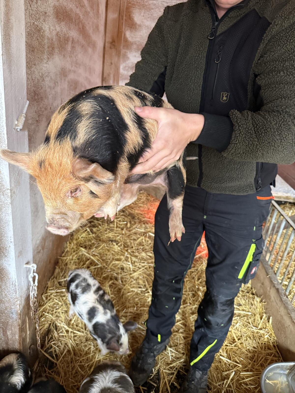 Kune Kune Ferkel 2