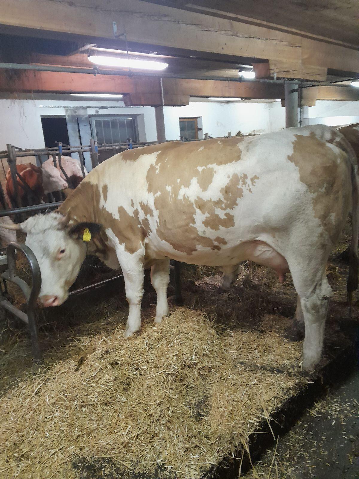 Bio Fleckvieh Kalbin in Milch mit Horn 1