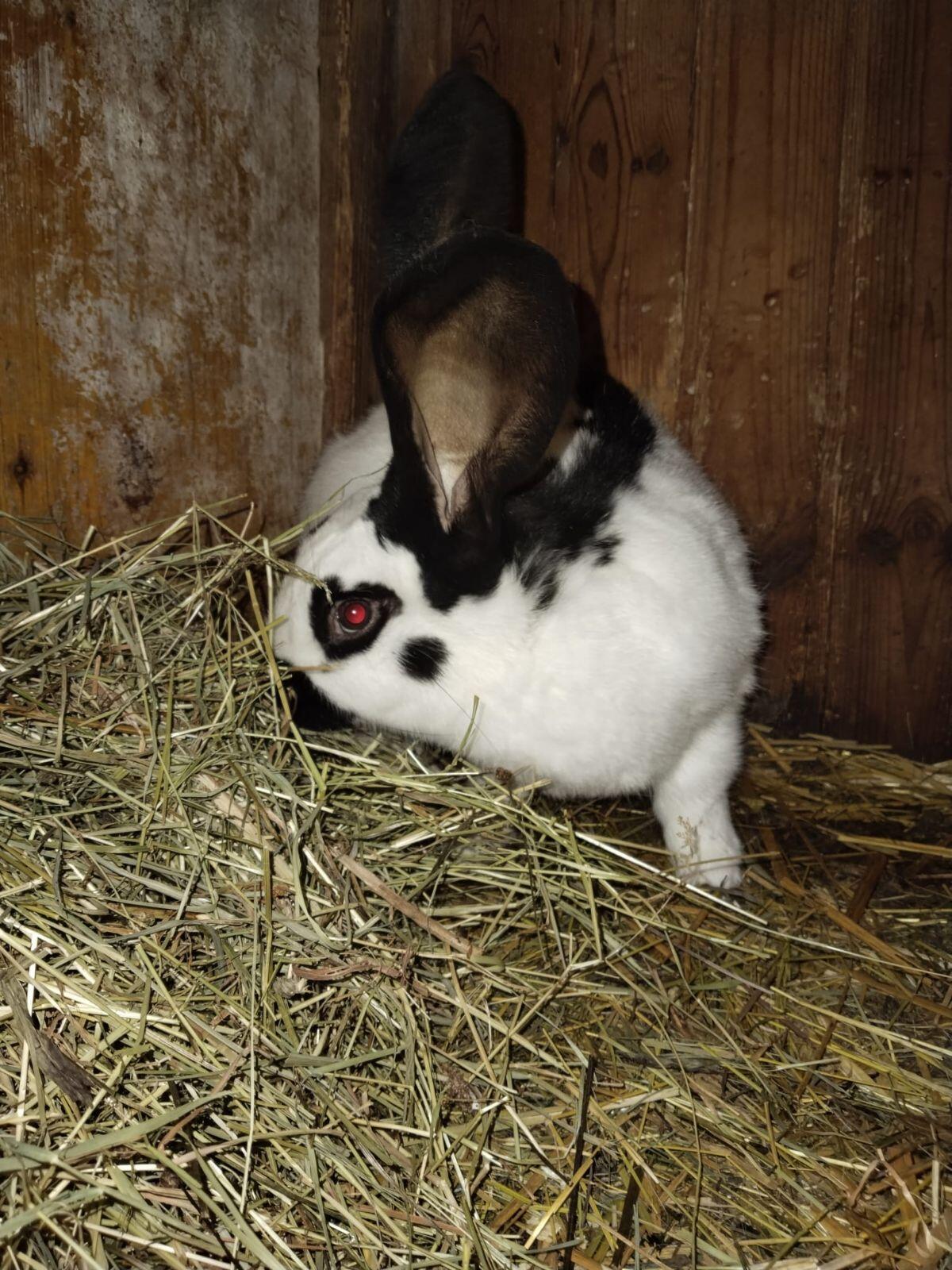 Riesenschecken Rammler 2