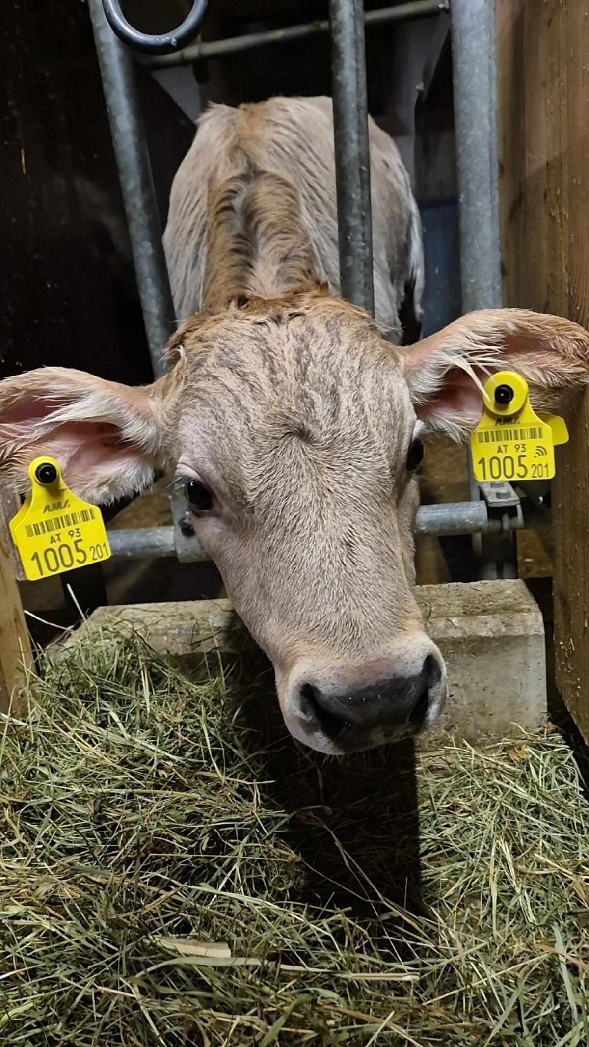 Braunviehstierkalb 2