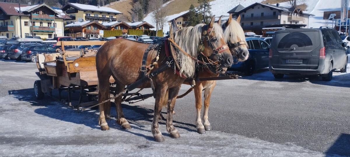 Verkaufe Haflingerstute sowie dazugehöriges Hengstfohlen 3