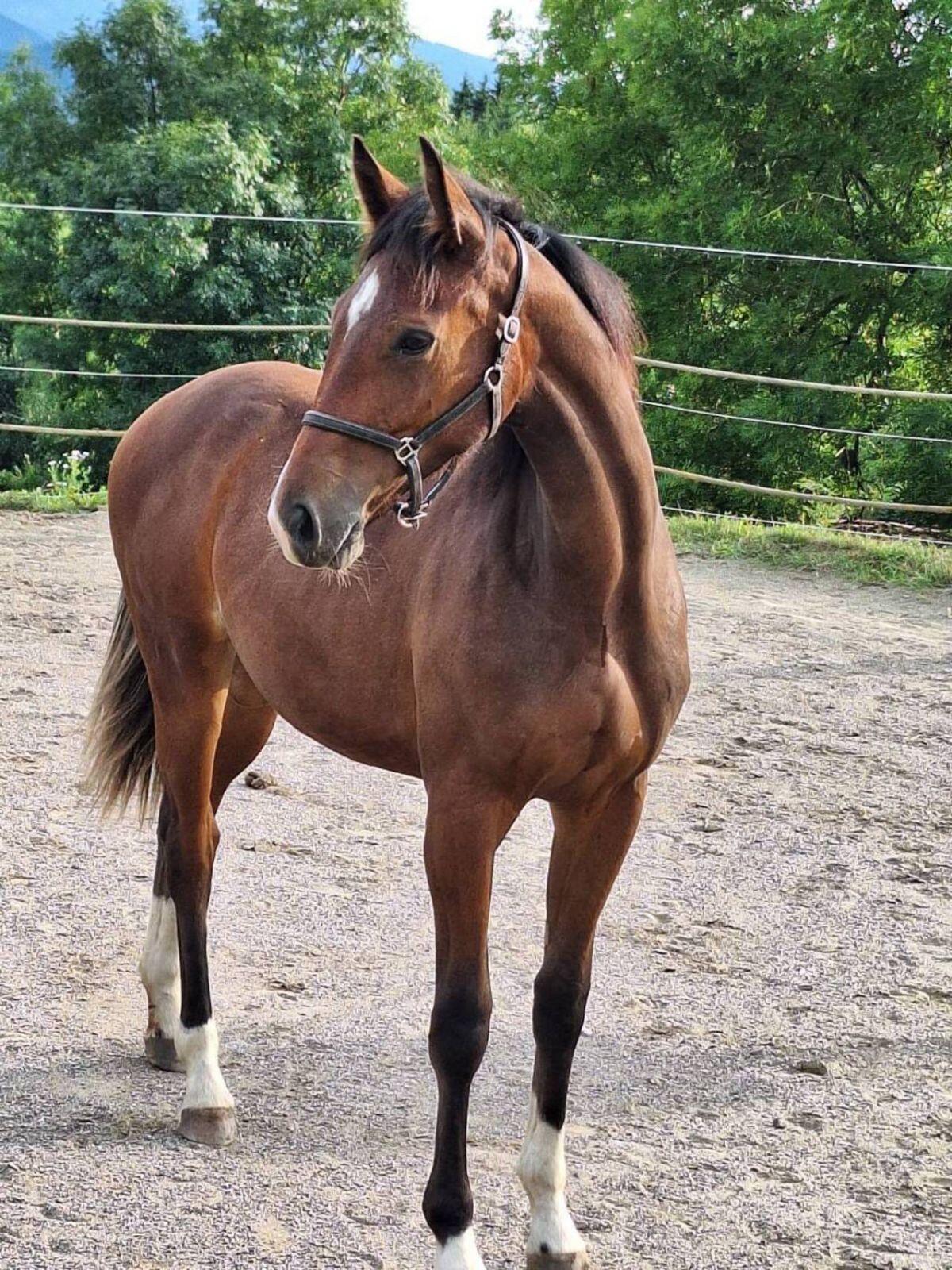 Pintostutfohlen PANDORA 3