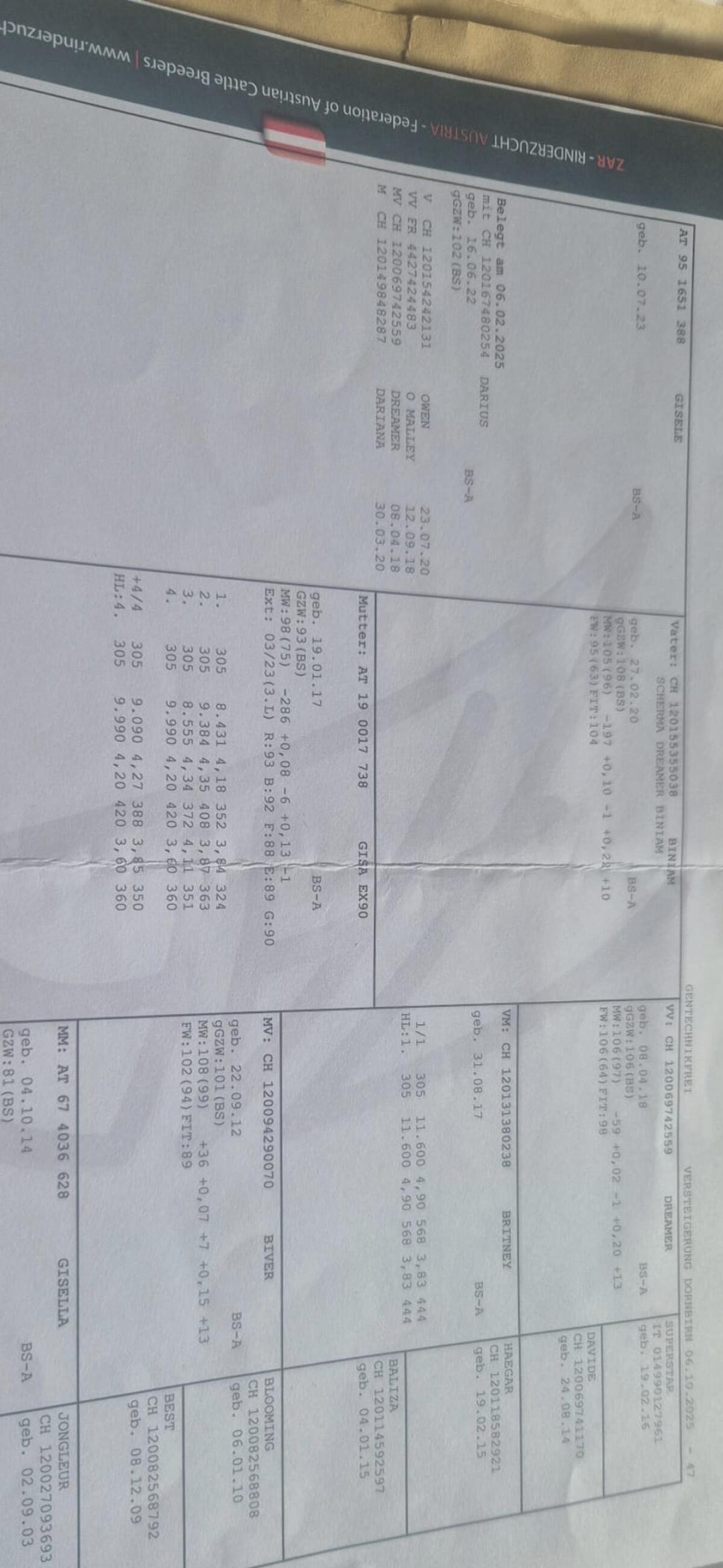 Jungkuh Vater Biniam zu verkaufen 1