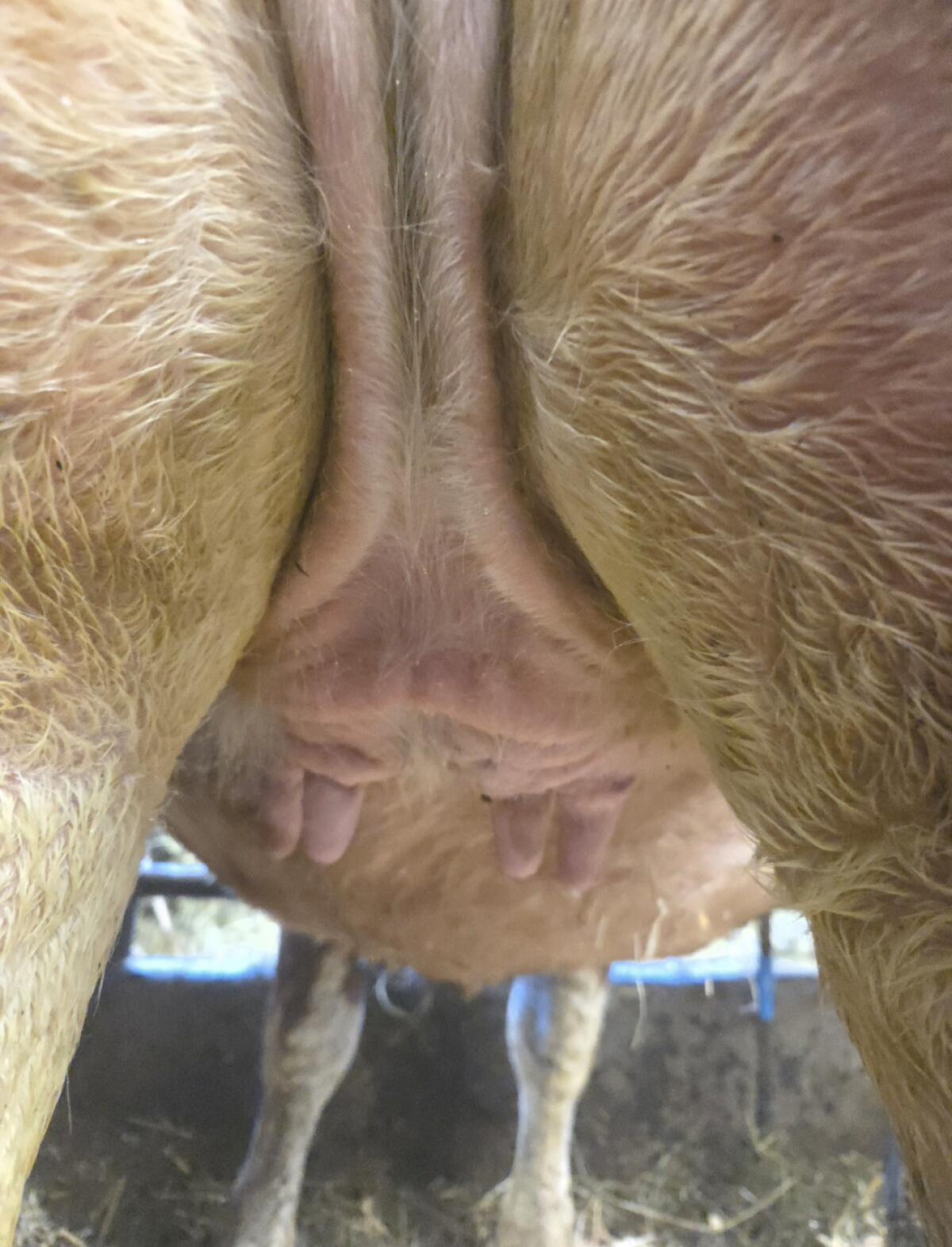 Verkaufe Fleckviehkalbin, trächtig 3