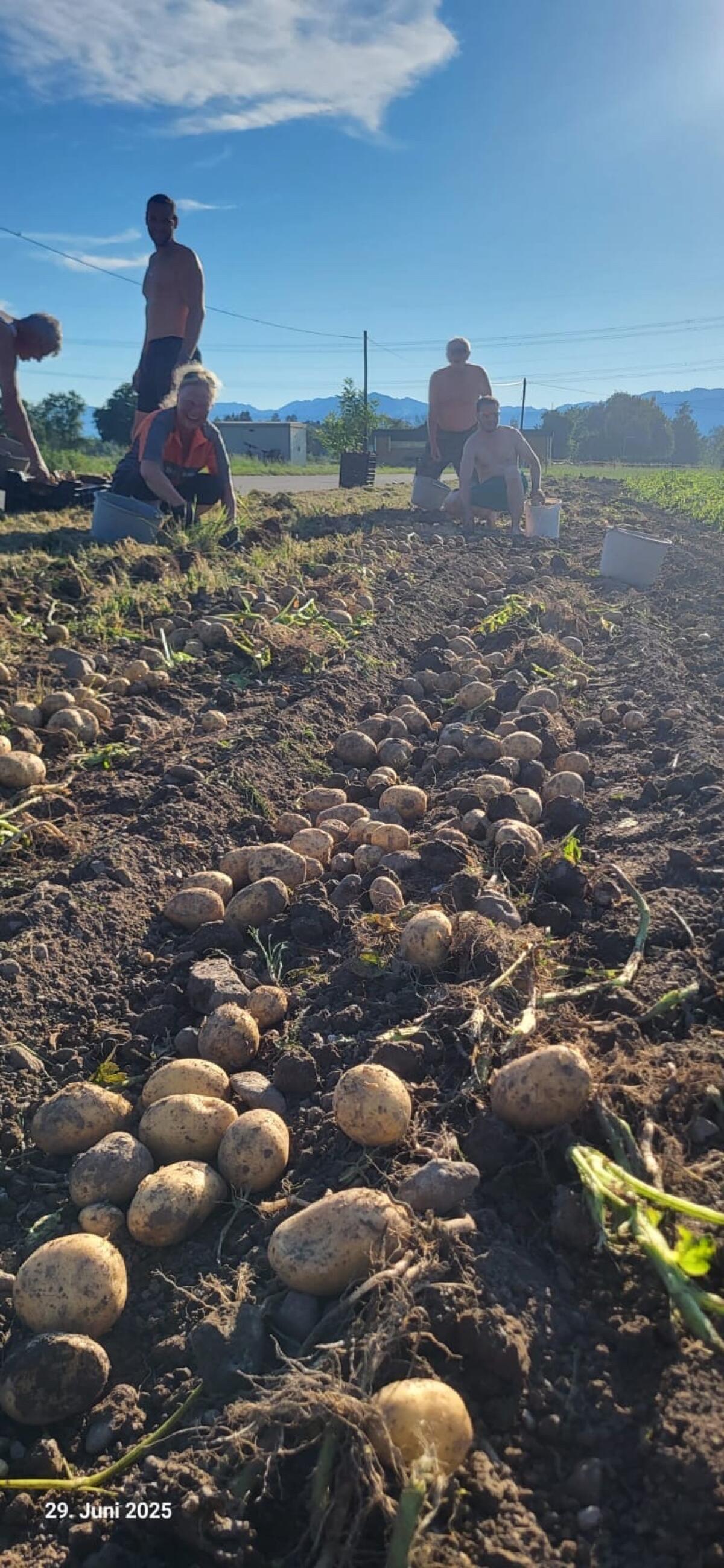 Kartoffeln festkochend 1