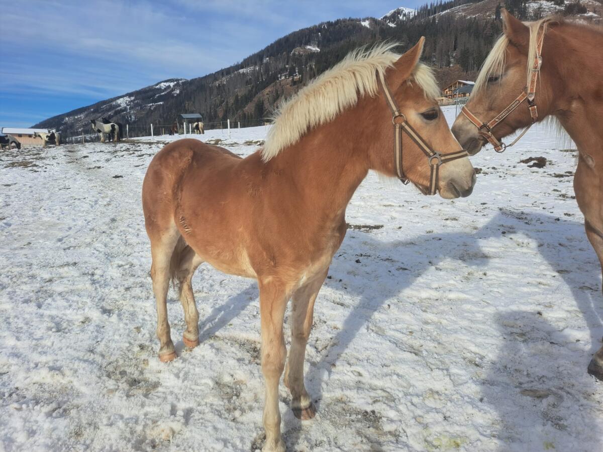 Haflinger Hengstfohlen NICO 3