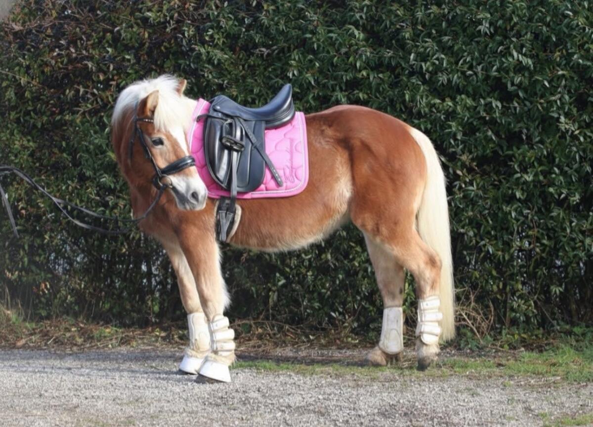 Brave Haflingerstute, geritten und gefahren 1