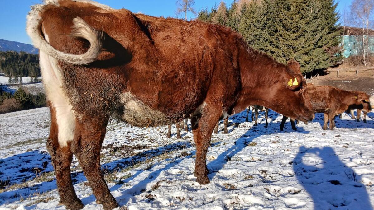 Bio Kalbin hochträchtig für Mutterkuh 2
