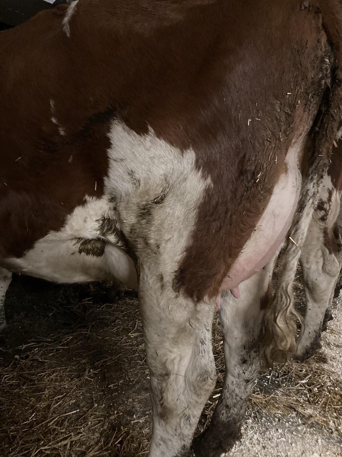 BIO Fleckvieh Zucht-Jungkuh in Milch 3