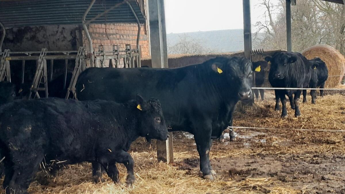 BIO Aberdeen Angus Stier 2