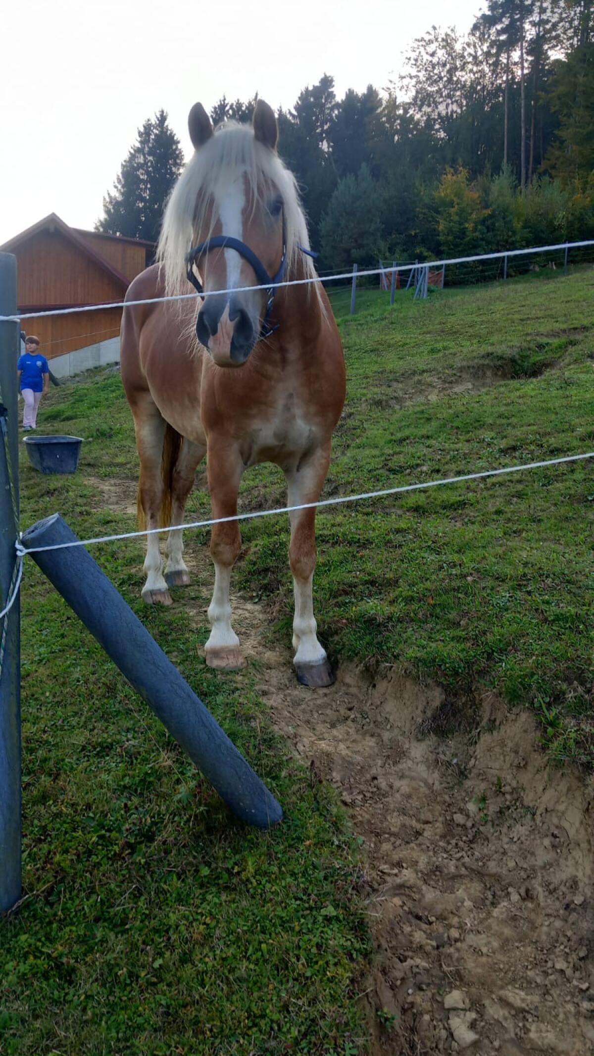 Haflinger Wallach 3
