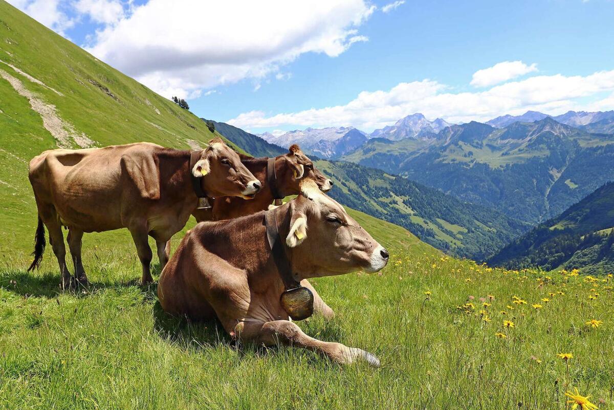 Suche neue Aufgabe in der Milch-/Viehwirtschaft ab 04/2026 1