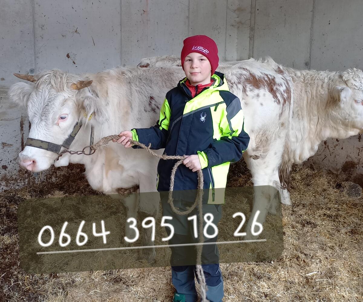 Ennstaler Bergschecken Kalbin 2