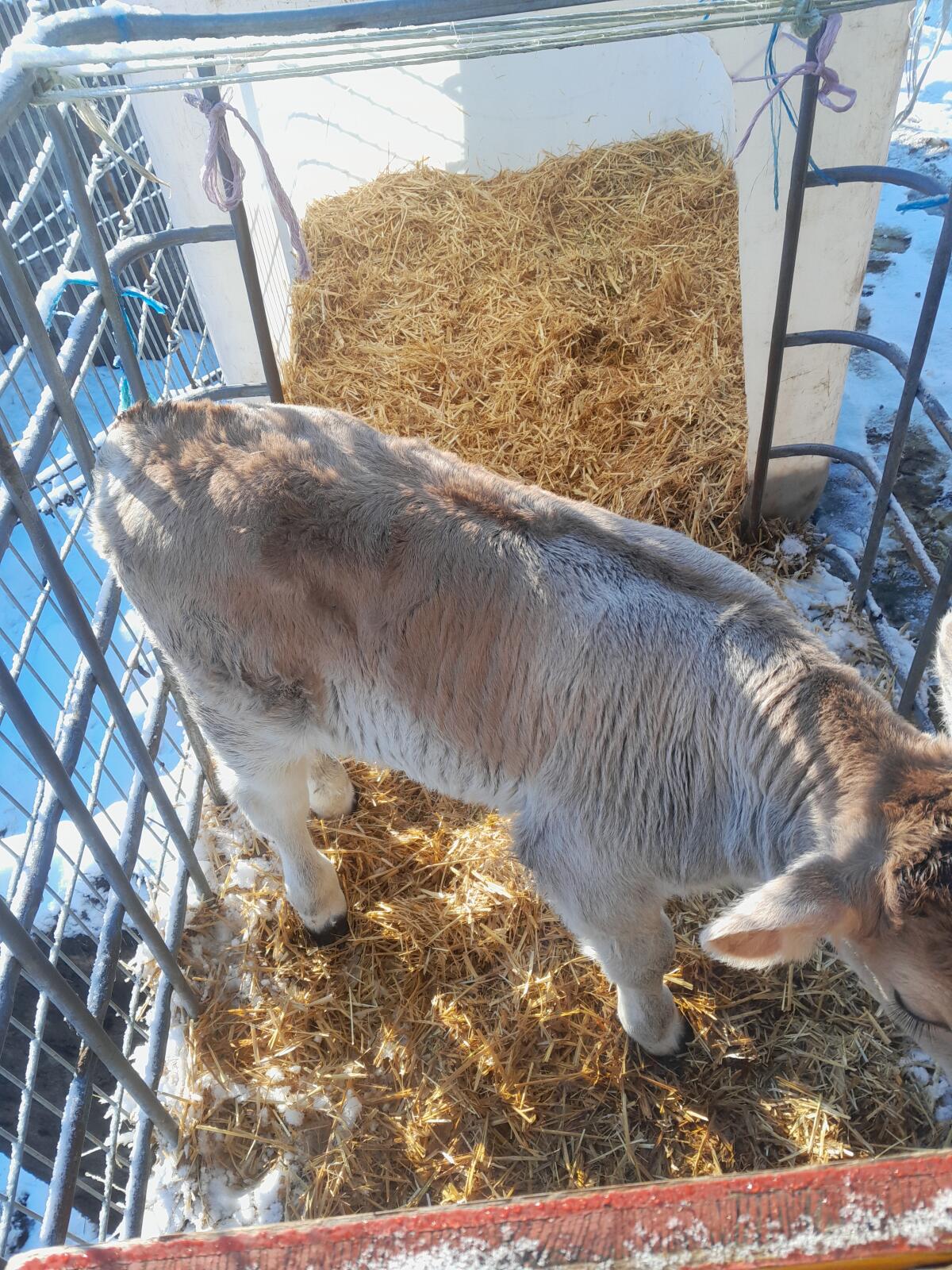 Grauviehstierkälber 2