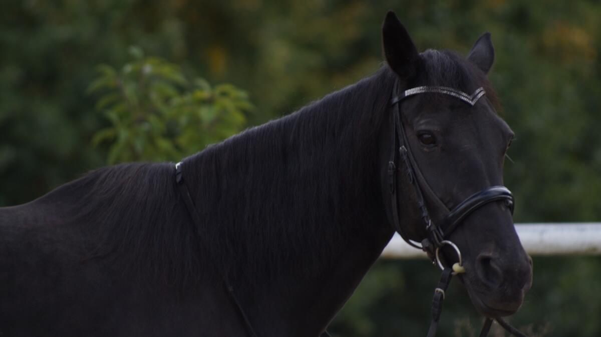 Schulpferd, Reitpferd, Freizeitpferd, Beistellpferd 1