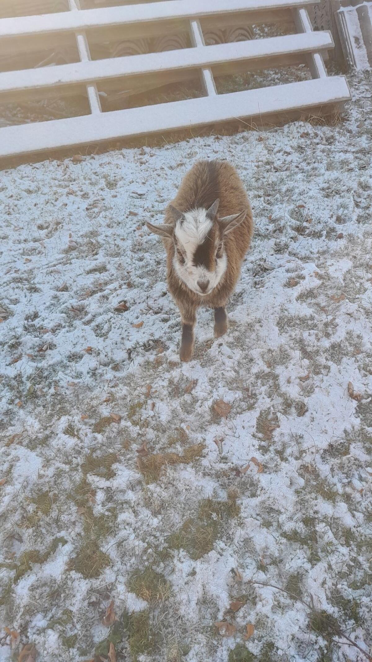 Zwergziegenbock zu verkaufen 3