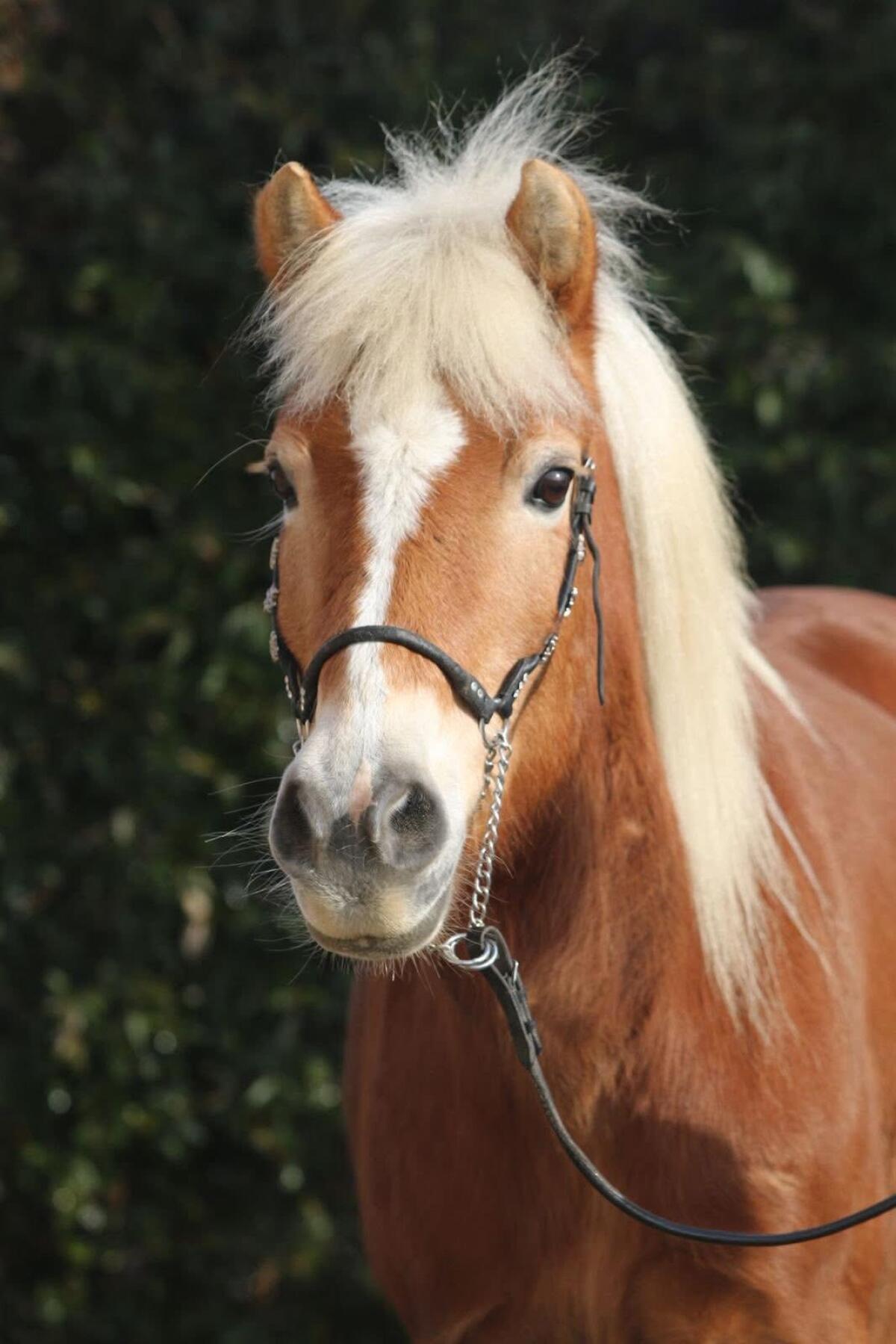 Brave Haflingerstute, geritten und gefahren 3