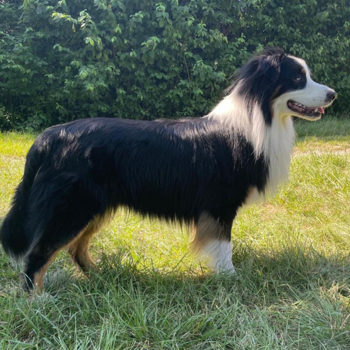 Deckrüde Australian Shepherd mit FCI Ahnentafel 3