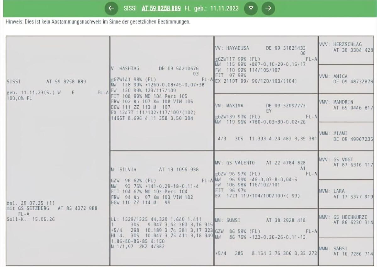 Trächtige Fleckviehkalbin 3