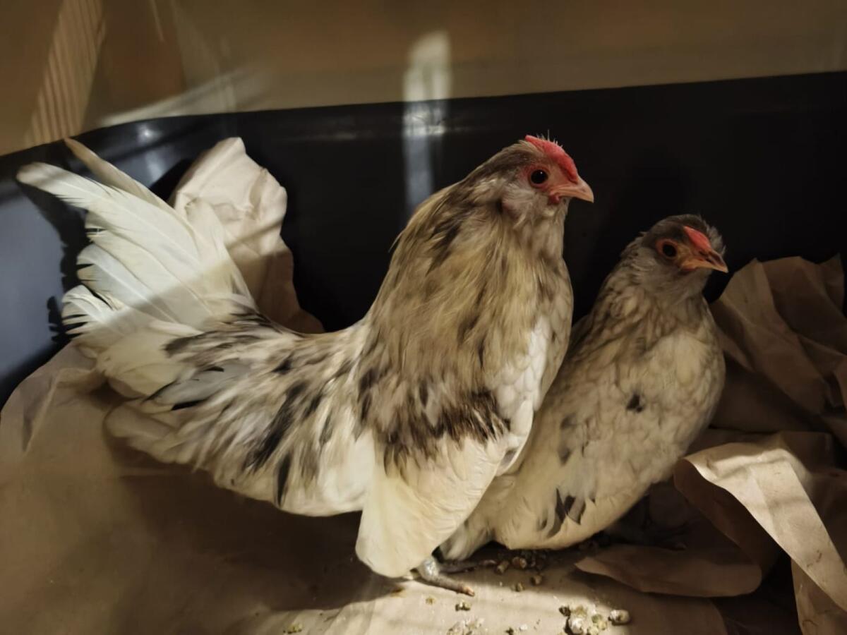 Antwerpener Bartenzwerge-Pärchen 1