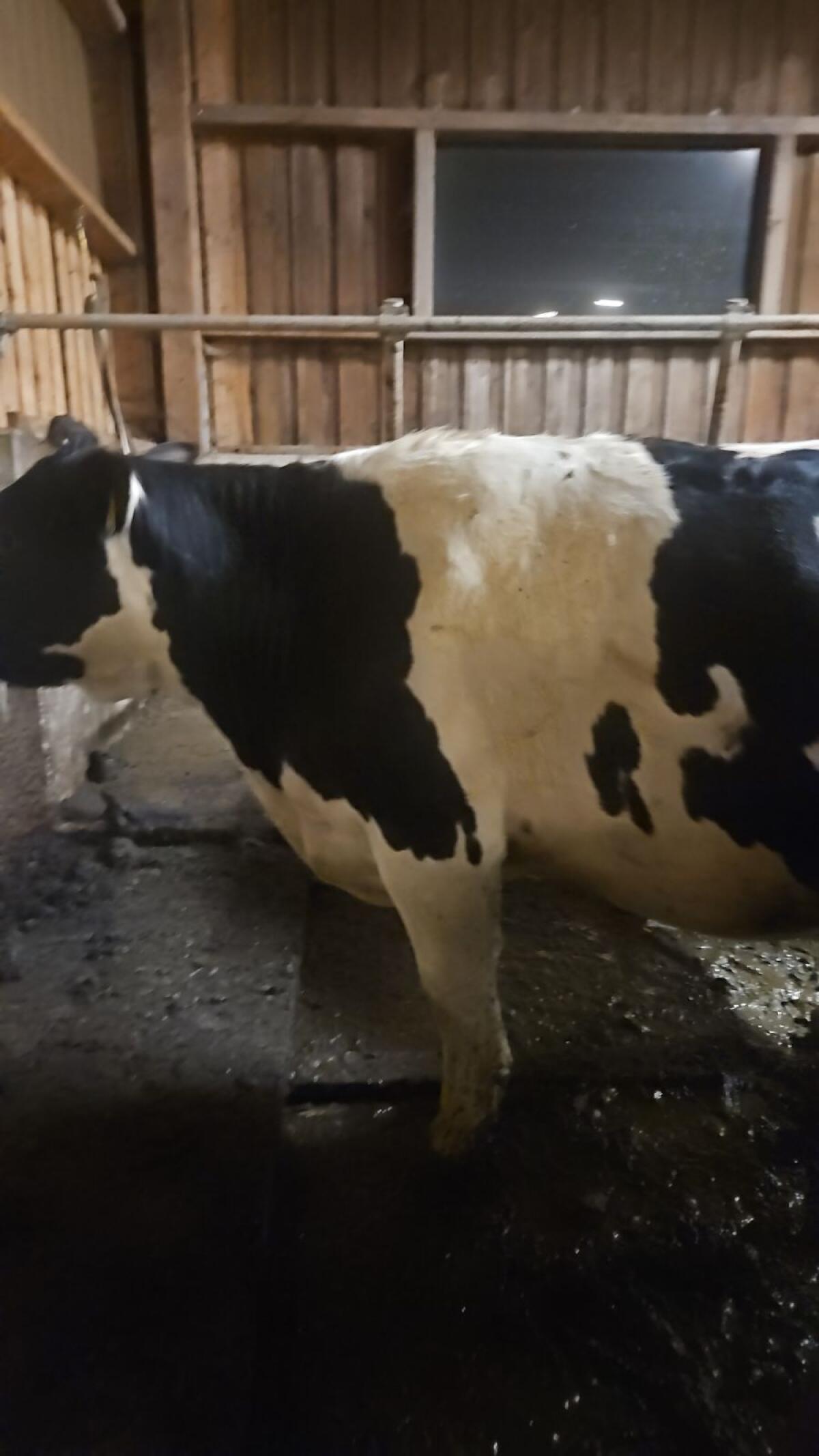 Holstein Kalbin 1