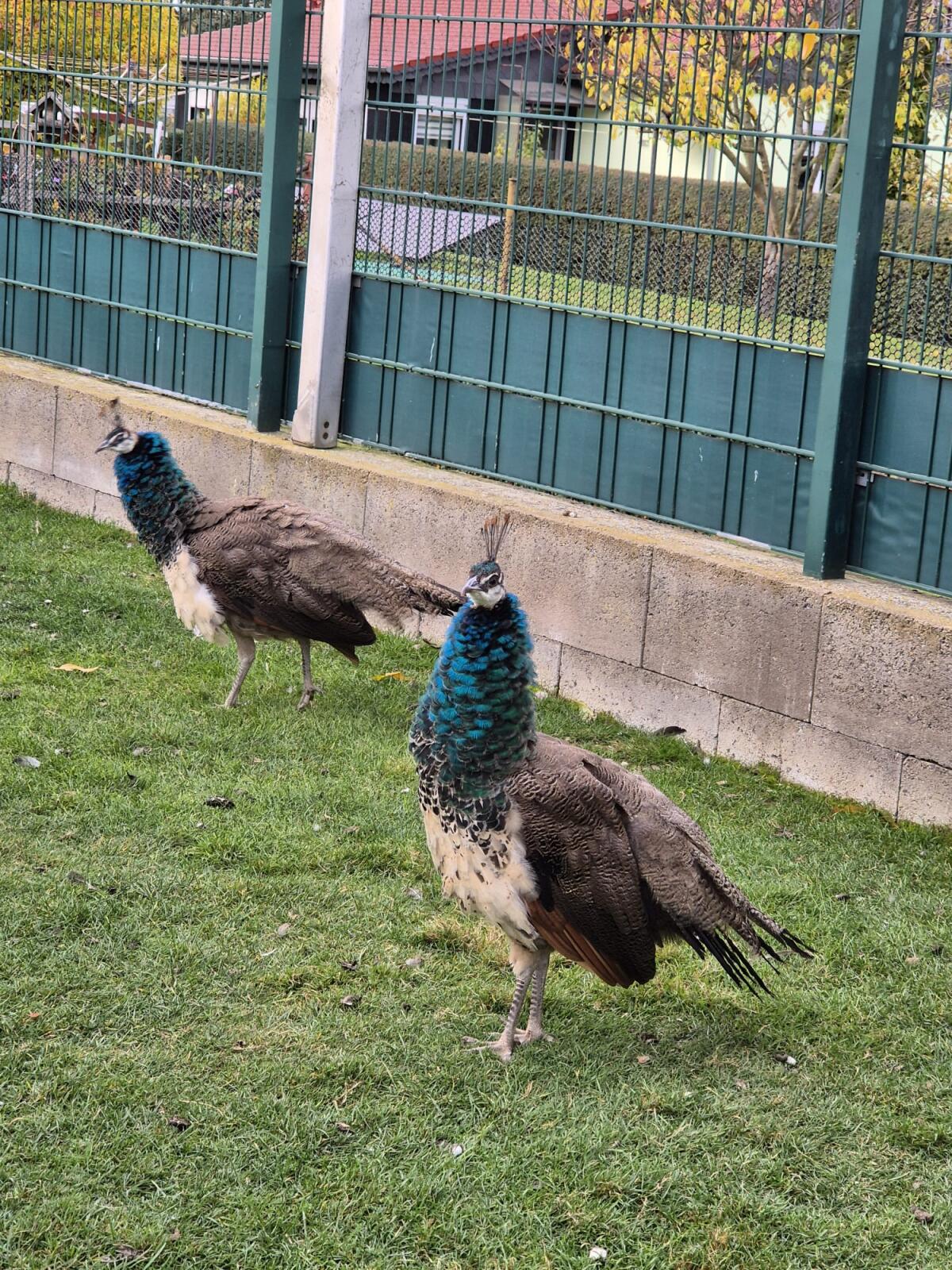 Verkaufe junge Pfauen 3