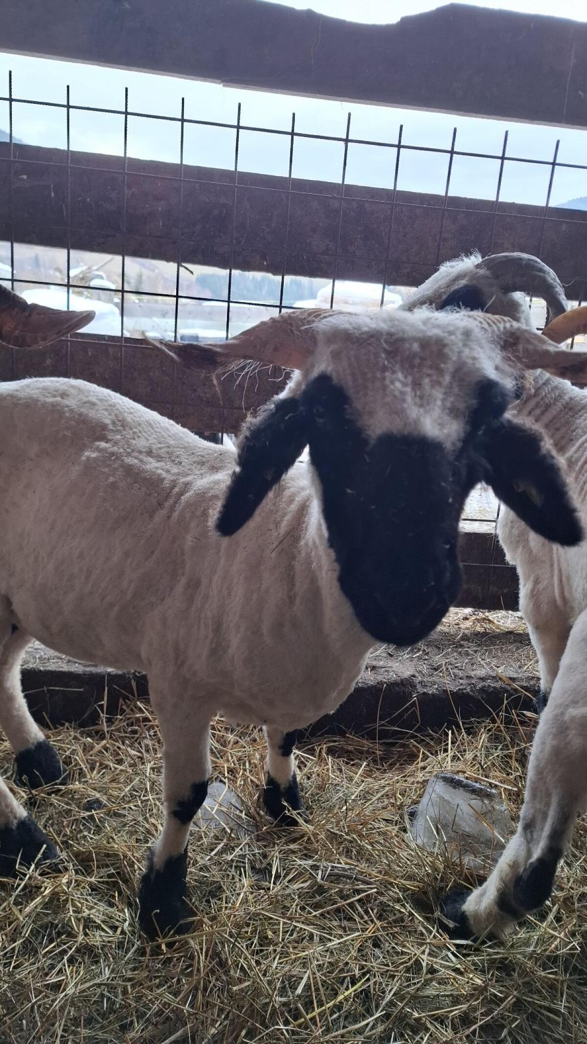 Walliser Schwarznasen Auen 1