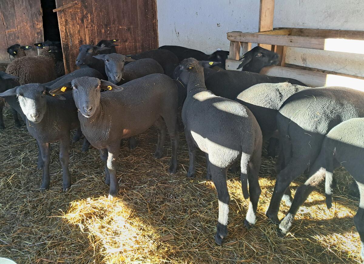 BIO Jura Zuchtlämmer 1