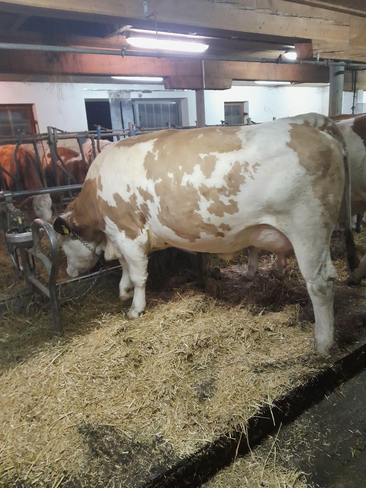 Bio Fleckvieh Kalbin in Milch mit Horn 2