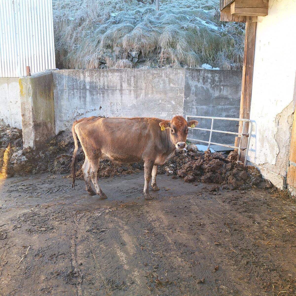 Trächtige Bio Jersey Kalbin 3