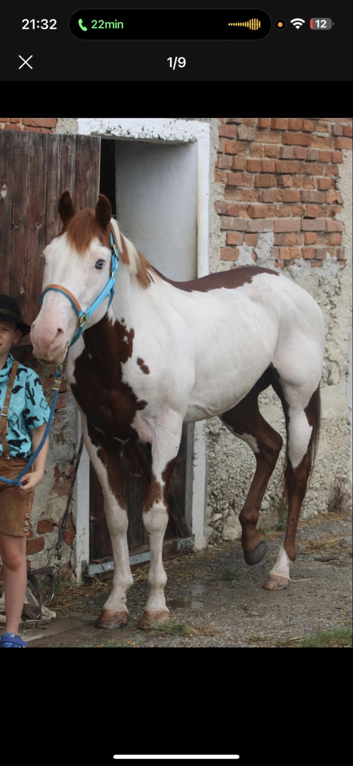 American Paint Horse Deckhengst, gekört APHA & ZSSE 3