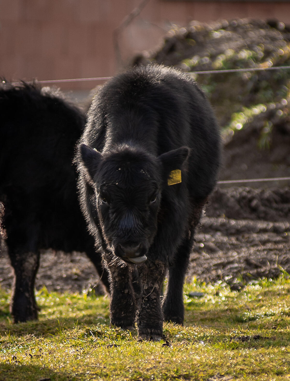 BIO Dexterstier Charly PP* genetisch hornlos 2