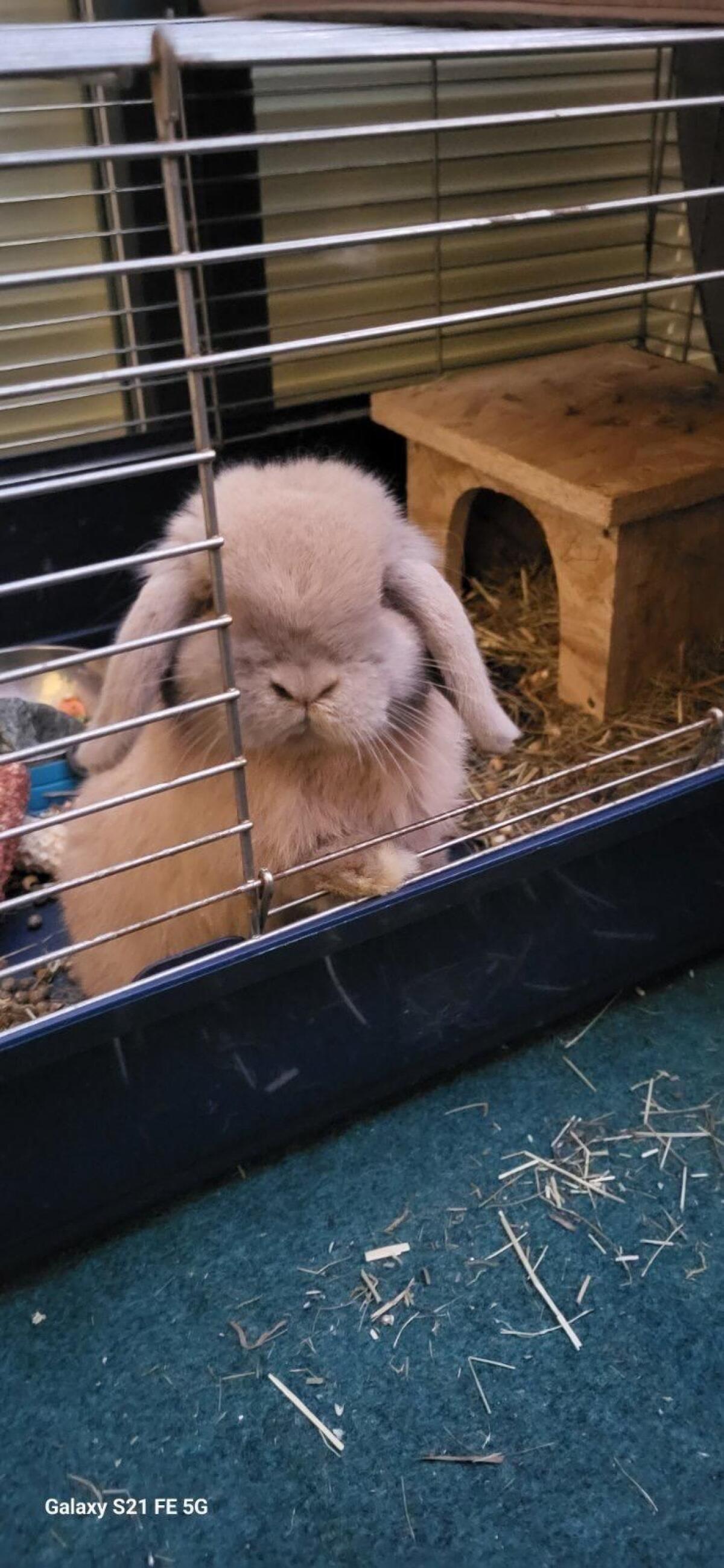 Minilop Hase männlich 2