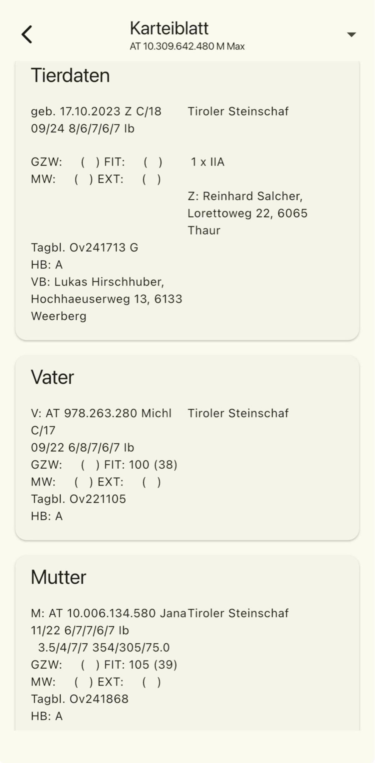 HB Tiroler Steinschaf Widder 1